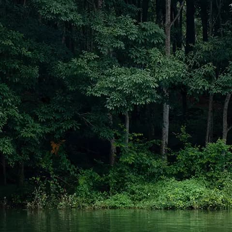 Tree plantation for environmental conservation