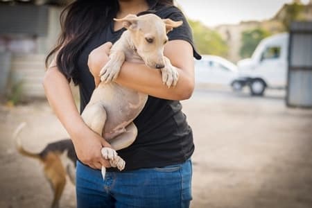 Rescued animals being cared for with love and compassion